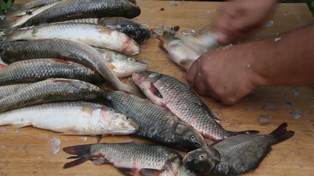 Cleaning fish in unsanitary conditions. Flies and wasps sit on the fish