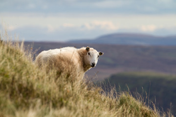 Obraz premium Sheep on rural Welsh hillside in the Brecon Beacons