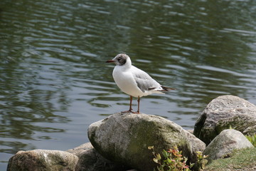 in copenhagen seagull
