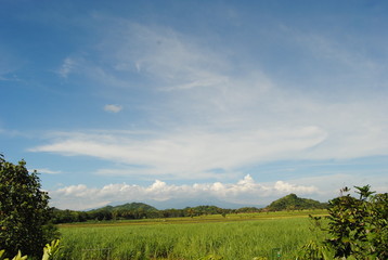 natural scenery on the edge of rice fields