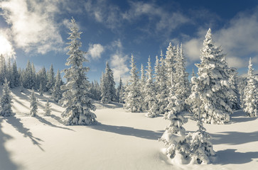 Winter in the pines