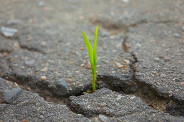 Young green sprout growing from crack in asphalt, closeup