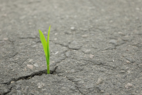 Young green sprout growing from crack in asphalt, closeup