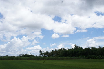 natural scenery on the edge of rice fields