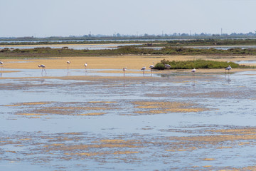 Paisaje del Delta del Ebro