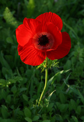 Rote Anemone