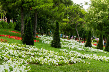 flowers on flower beds and shrubs in landscape design