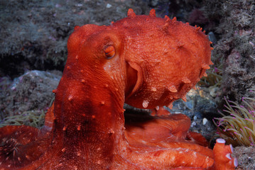 Octopus macropus 815, pulpo rojo © JCMorenoR