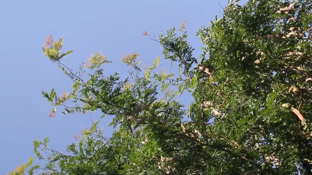 Honey Locust tree (Gleditsia triacanthos) with fruit.