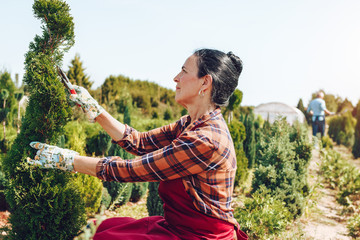 Photo of senior couple gardening together in nursery. 
Senior woman using pruning scissors in focus with senior man blurred in background.