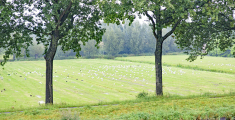 Paisaje de Holanda, paises Bajos, Europa