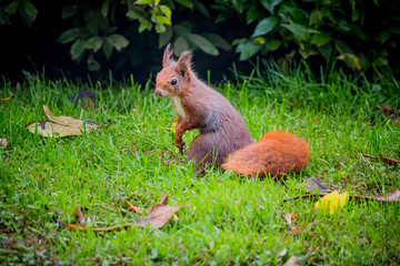 L'écureuil roux en automne