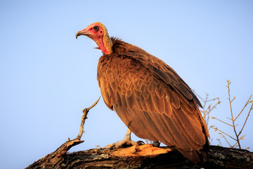 African Vulture