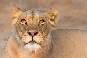 Lioness Looking Upward