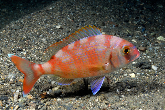 Pagurus pagrus, pargo juvenil, librea nocturna