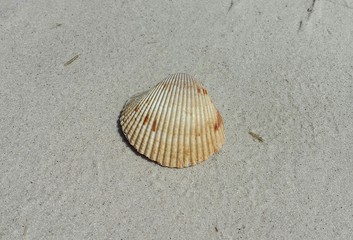 Seashell on sand background in Atlantic coast of North Florida