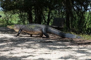 Alligator