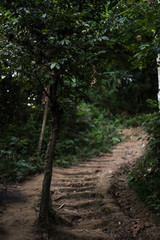 Forest Path