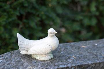 Weiße Taube 