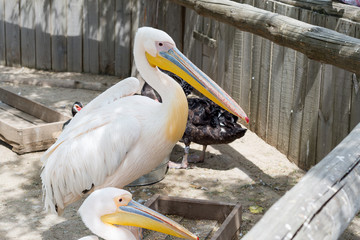 Great white or eastern white pelican, rosy pelican or white pelican is a bird in the pelican family.It breeds from southeastern Europe through Asia and in Africa in swamps and shallow lakes.