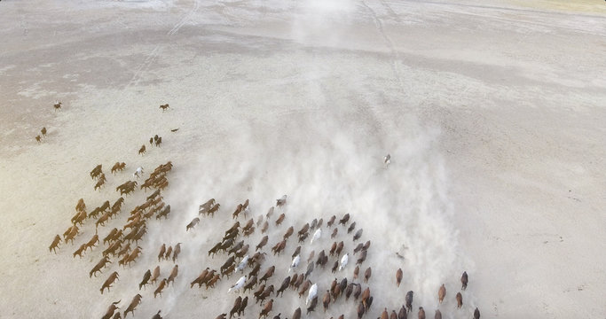 Top view aerial photo from drone of a plain with beautiful horses in sunny summer day in Turkey. Herd of thoroughbred horses.