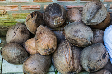 dried coconut in garden