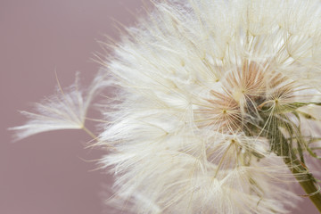 Aerial dandelion on  pink background. Relax, air.copy space