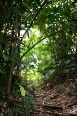 Bamboo Jungle