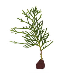 Pine branches on a plasticine platform, stand isolated on white background