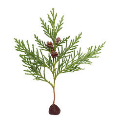 Pine branches on a plasticine platform, stand isolated on white background