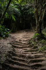 Forest Path