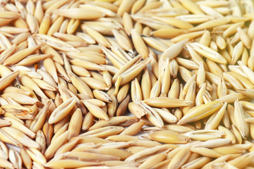 natural oat grains background, closeup.