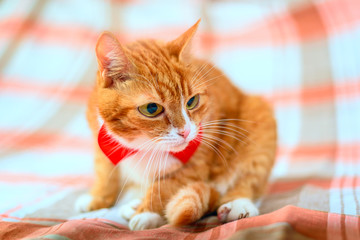 beautiful red cat on a light background 
