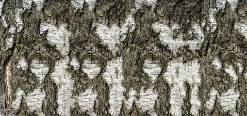 Fototapeta premium Holzhintergrund Birkenrinde, Borke 