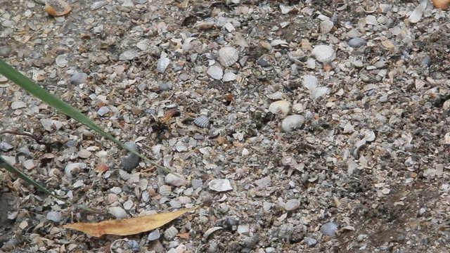 Sceliphron spirifex is a species of sphecid wasp on sandy-clay shore