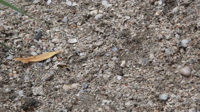 Sceliphron spirifex is a species of sphecid wasp on sandy-clay shore