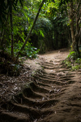 Forest Path