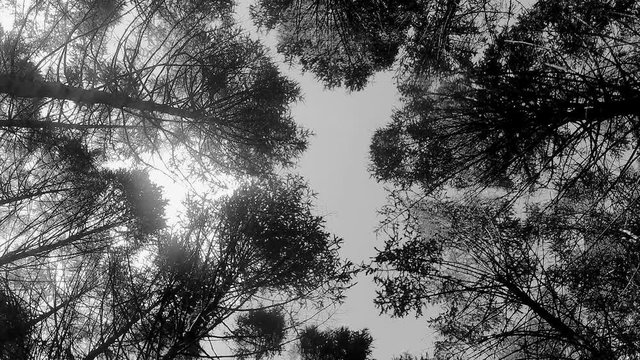 treetops and sky with clouds in park black and white timelapse