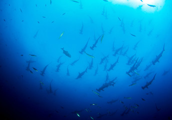 School of Hammerhead Sharks