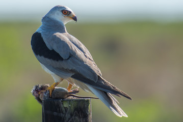 kite