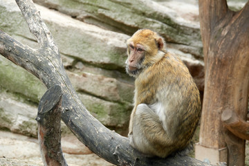 One monkey is sitting on a tree. A look from behind