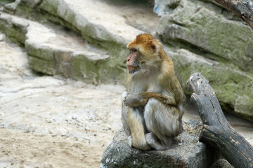 One monkey is sitting on a stone. Look to the left