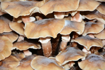 Forest Mushrooms in the forest.