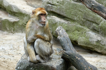 One monkey is sitting on a stone. Look to the right