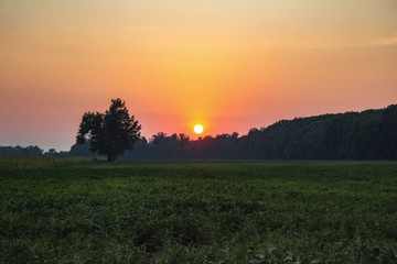 Obraz na płótnie Canvas Sunset Over Field with Single Tree