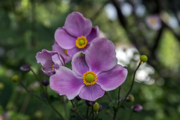 Naklejka premium Anemone hupehensis japonica, Japanese anemone, thimbleweed windflower in bloom