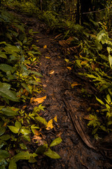 Path On The Jungle