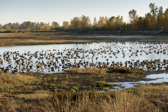 Large Flocks of Canadian Geese Resting and Staging During Their Annual Autumn Migration