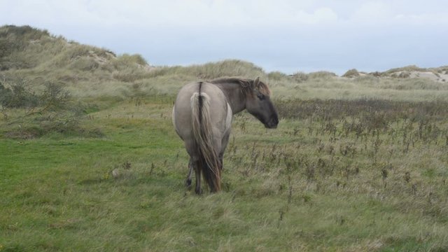 Konik stallion walking to the right