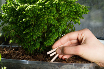 Chopsticks orchid fertilizing. Fertilizer sticks are introduced into the substrate for orchids